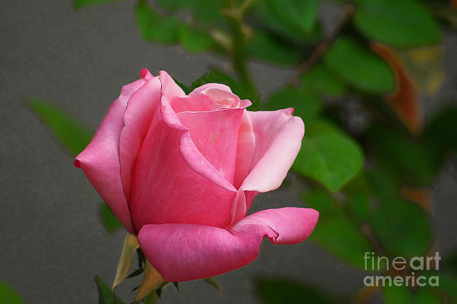 The Pink Rose Photograph by John  Kolenberg