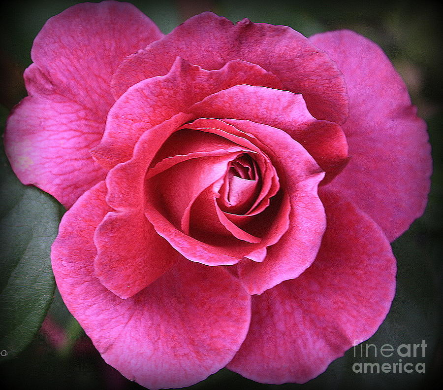 The Pink Rose of Late Spring Photograph by Dora Sofia Caputo