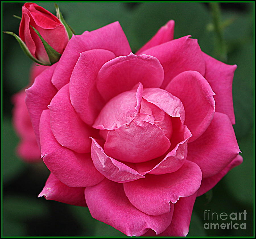 Rose Photograph - The Pink Rose of May by Dora Sofia Caputo