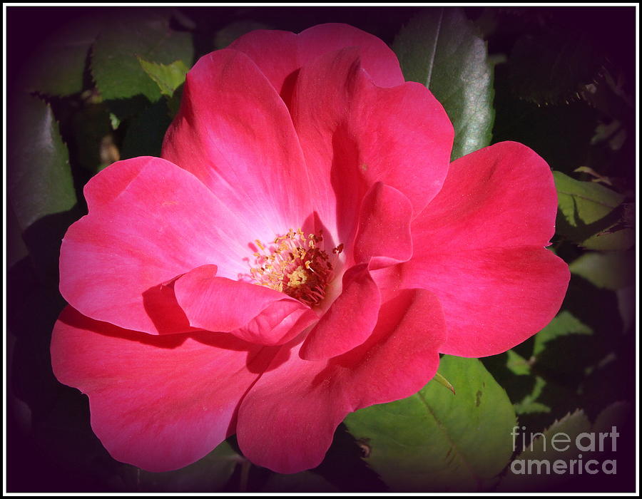 Rose Photograph - The Pink Rose of Summer by Dora Sofia Caputo
