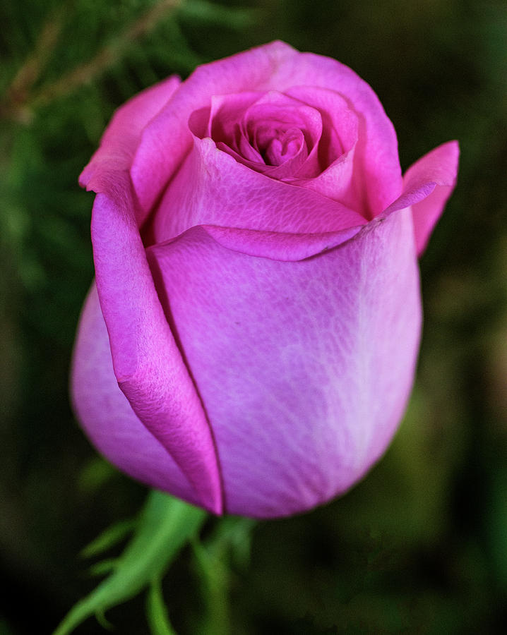 The Pink Rose Photograph by Tania Read - Fine Art America