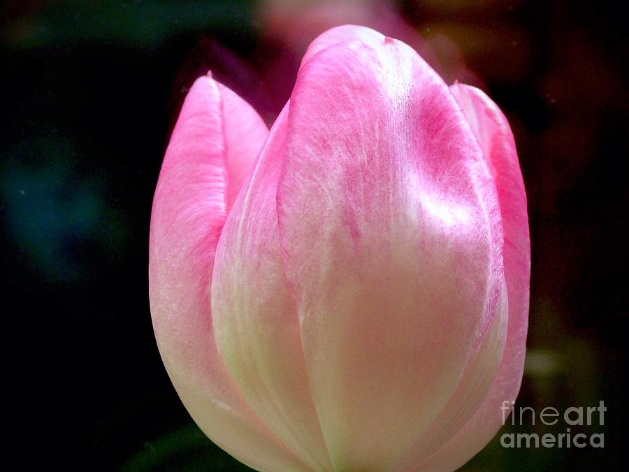 The Pink Tulip Photograph by Joan-Violet Stretch