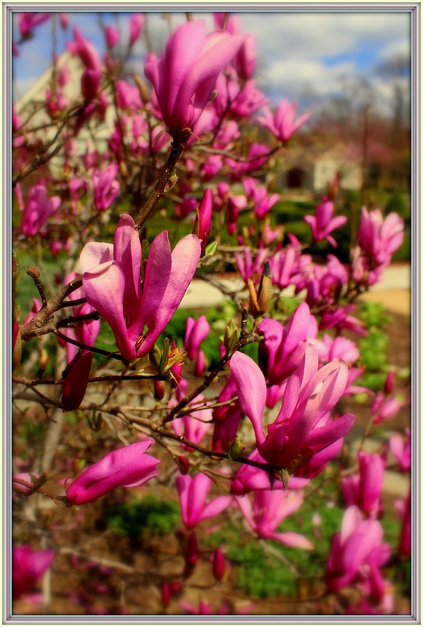 The Pink Tulip Tree Photograph by Mindy Newman