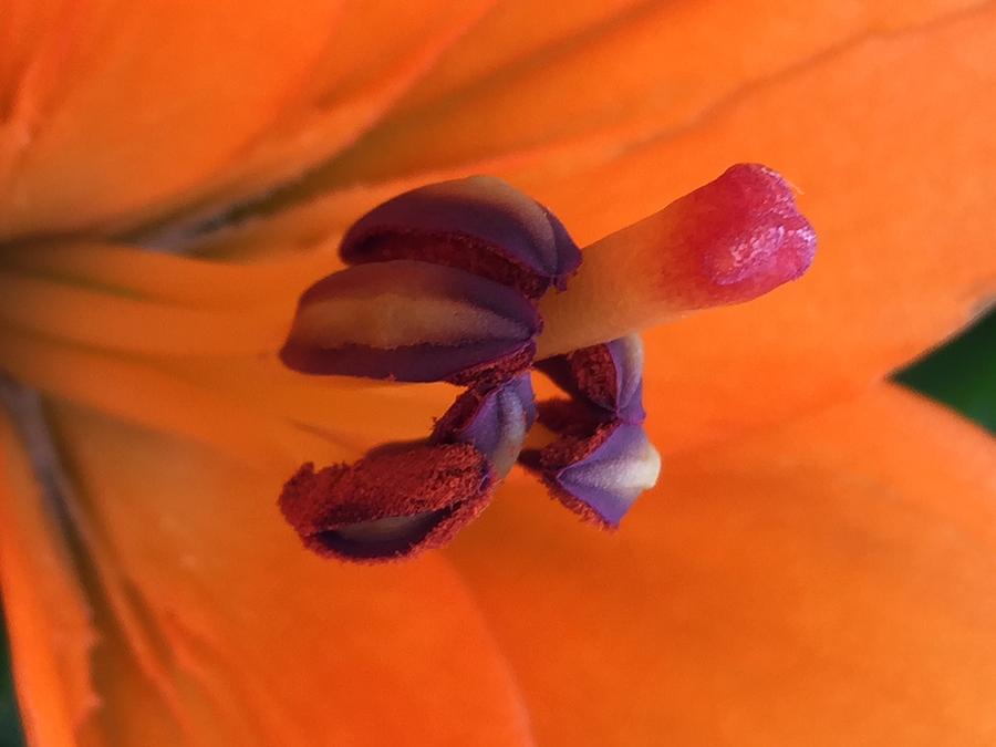 Flower Photograph - The Pistil by Arlene Carmel