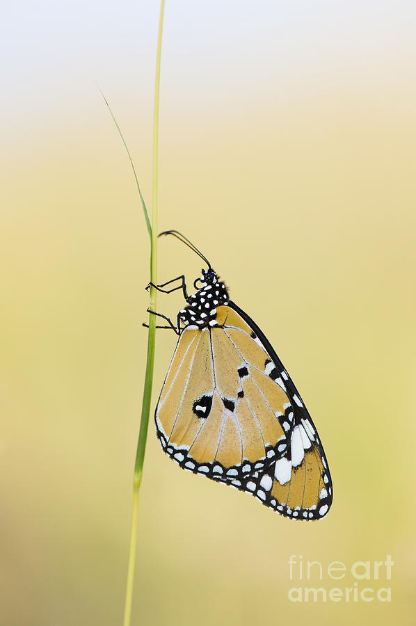 The Plain Tiger Butterfly  Photograph by Tim Gainey
