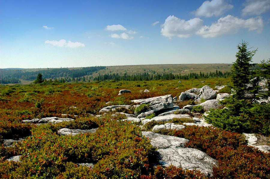 The Plane at Dolly Sods Photograph by Ross Powell