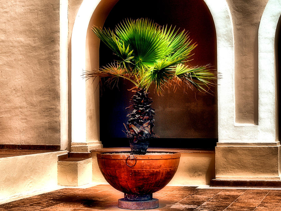 The Planted Palm Photograph by Jimmy Ostgard