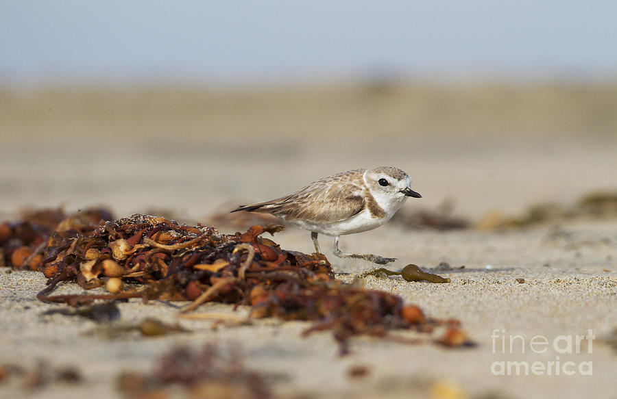 The Plover and the Seaweed Photograph by Ruth Jolly
