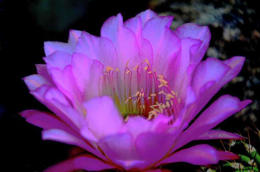 Cactus Flower Photograph - The Poets Flower by Hazel Vaughn
