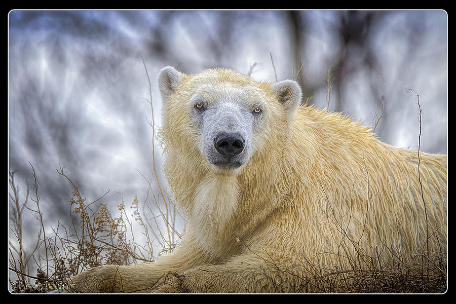 The Polar Bear Stare Photograph by LeeAnn McLaneGoetz McLaneGoetzStudioLLCcom