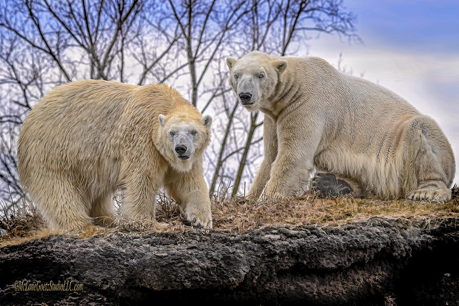 The Polar Bears Photograph by LeeAnn McLaneGoetz McLaneGoetzStudioLLCcom