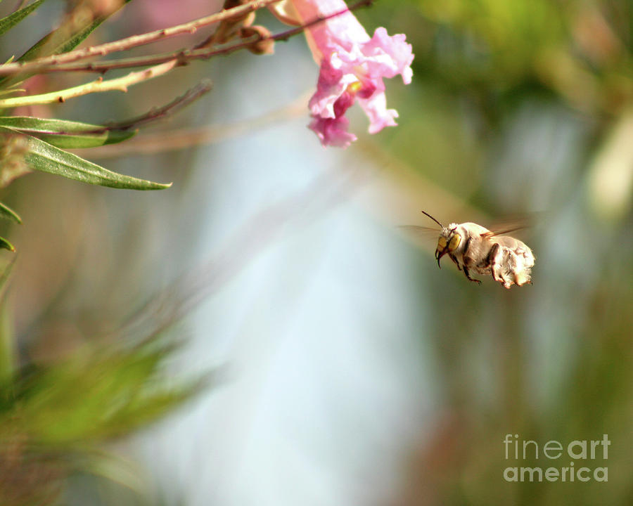 Desert Photograph - The Pollinator by Alycia Christine