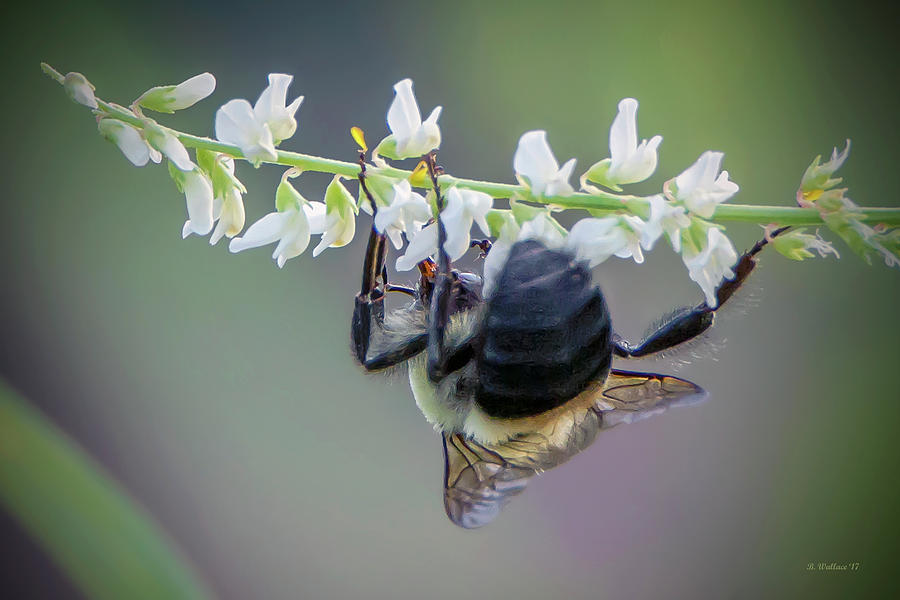 The Pollinator Photograph by Brian Wallace