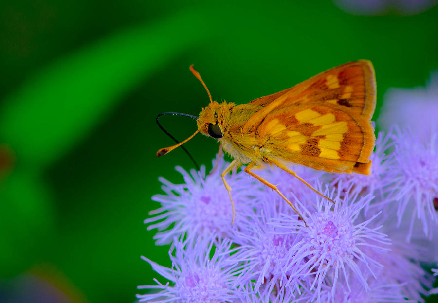 The Pollinator Photograph by Bruce Pritchett