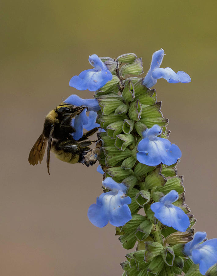 The Pollinator Photograph by Jody Partin