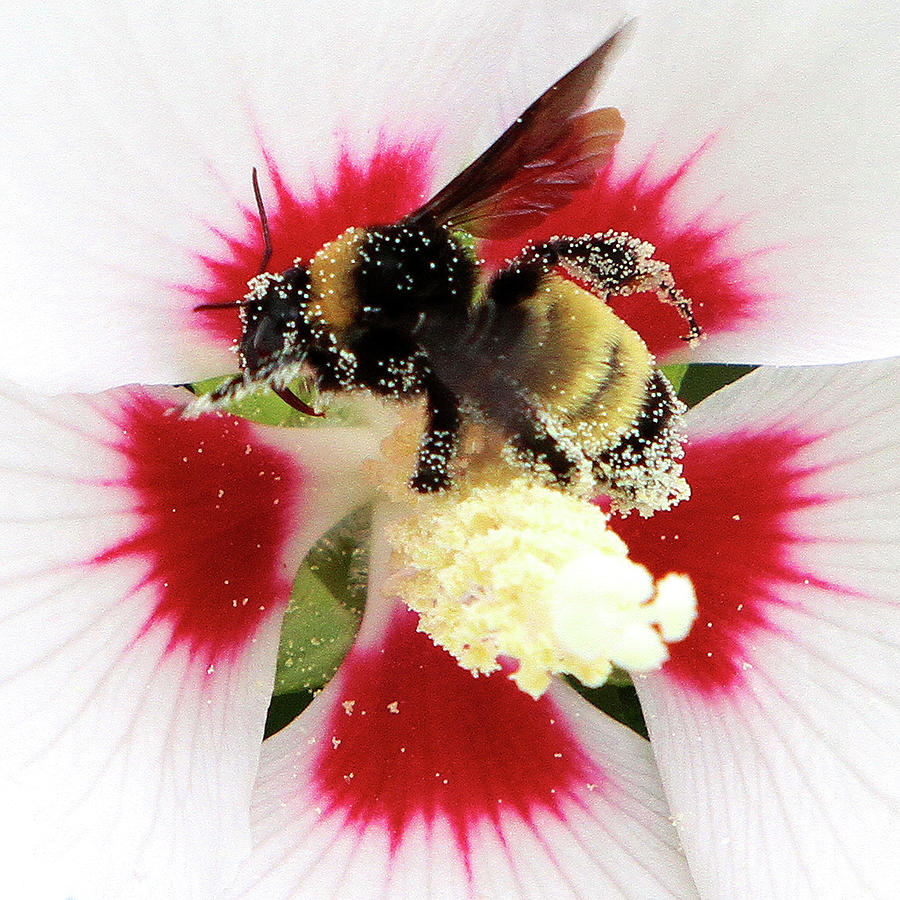 The Pollinator Photograph by John Freidenberg