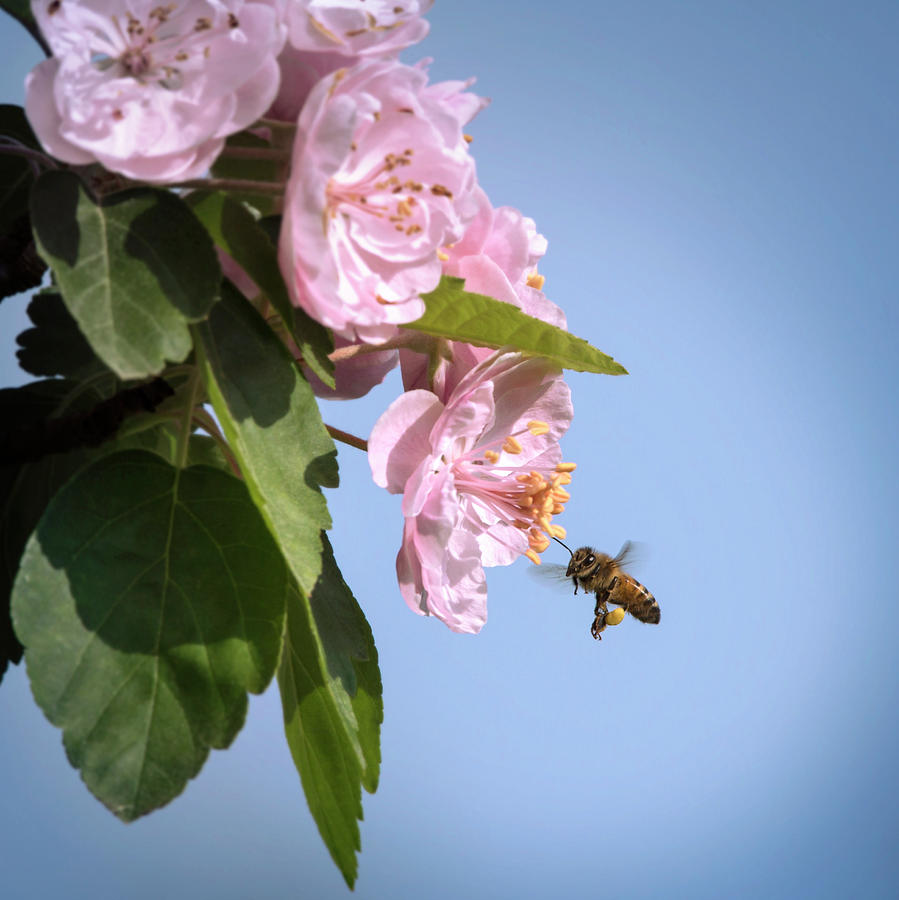 The Pollinator Photograph by Wild Sage Studio Karen Powers