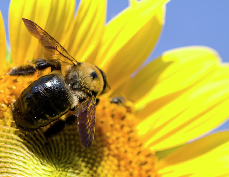 The Pollinator Photograph by Kathy Clark