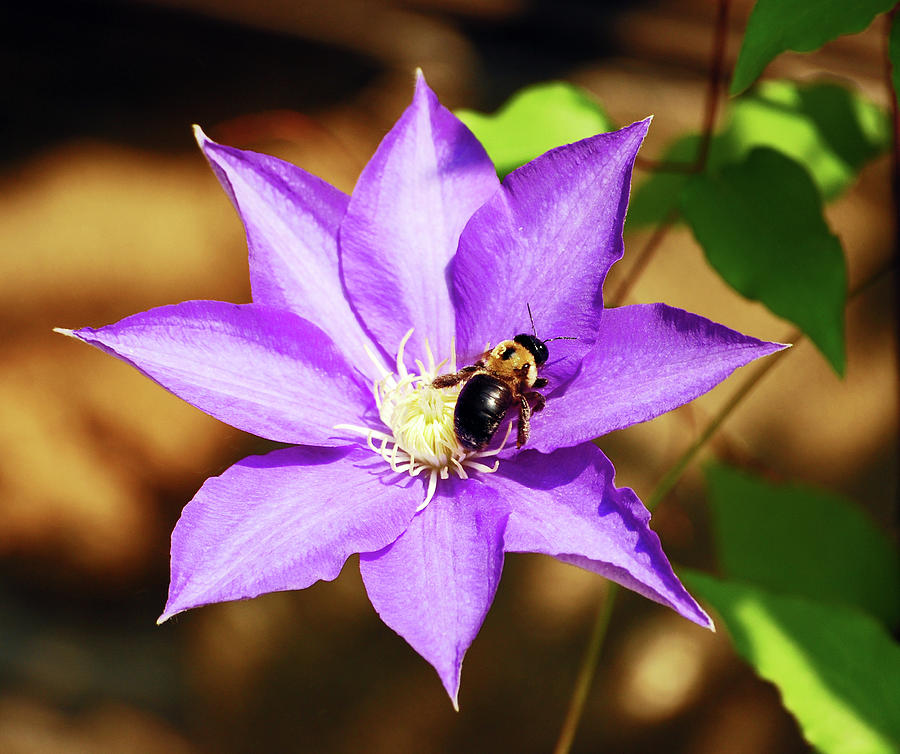 The Pollinator Photograph by Lori Tambakis