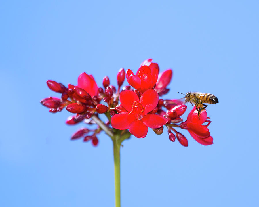 The Pollinator Photograph by Mark Andrew Thomas