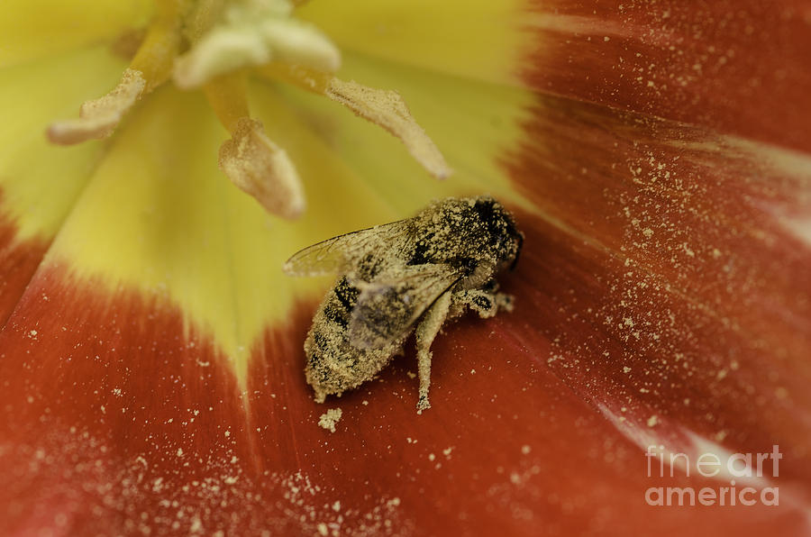 The Pollinator  Photograph by Nick Boren