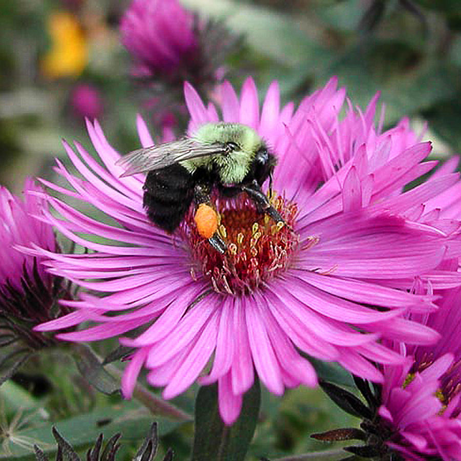 The Pollinator Photograph by Patricia Bolgosano