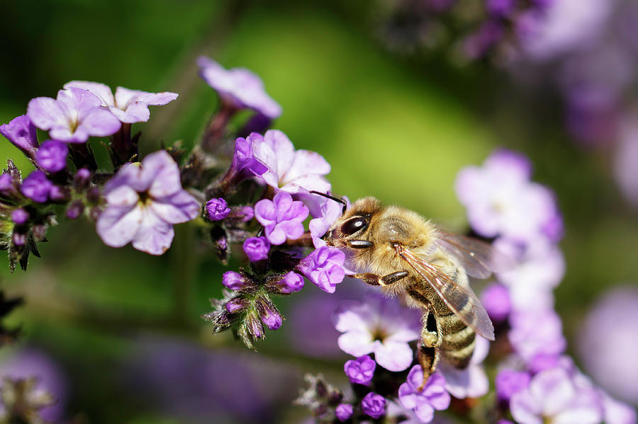The Pollinator Photograph by Rick Deacon
