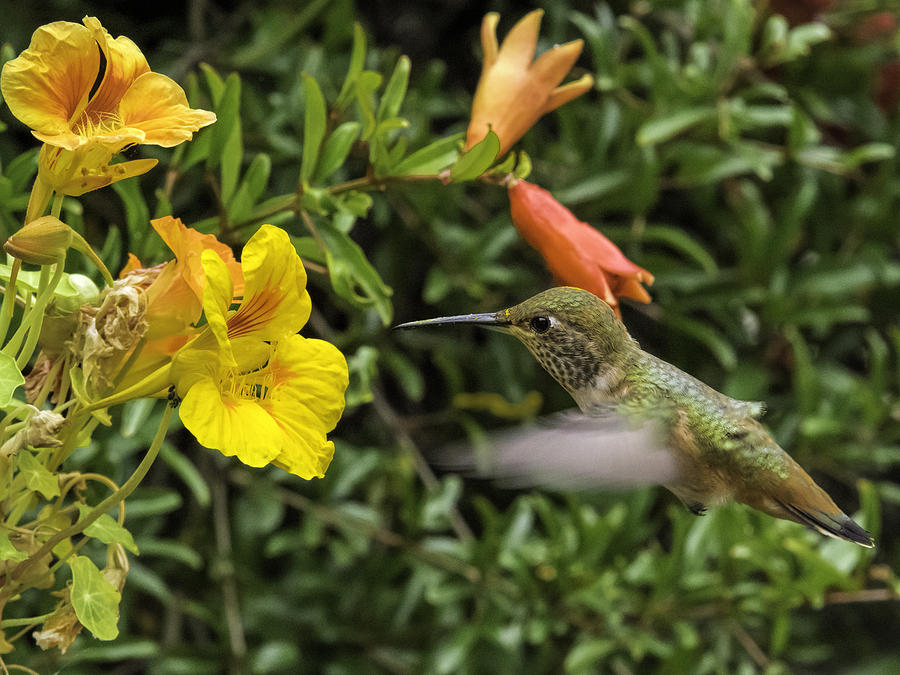 Hummingbird Photograph - The Pollinatrix by Mike Herdering