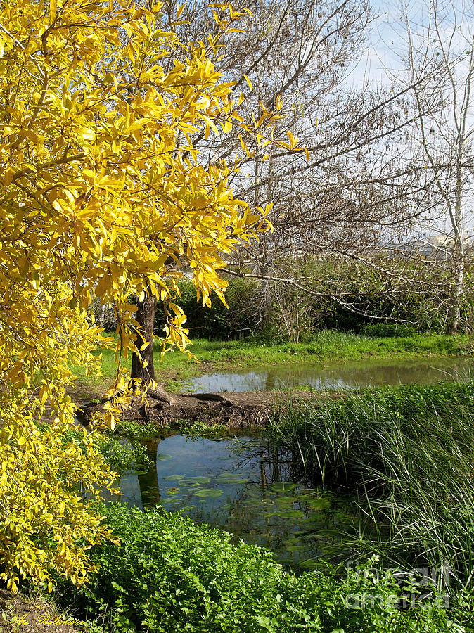 The pond at spring time. 4 Photograph by Arik Baltinester