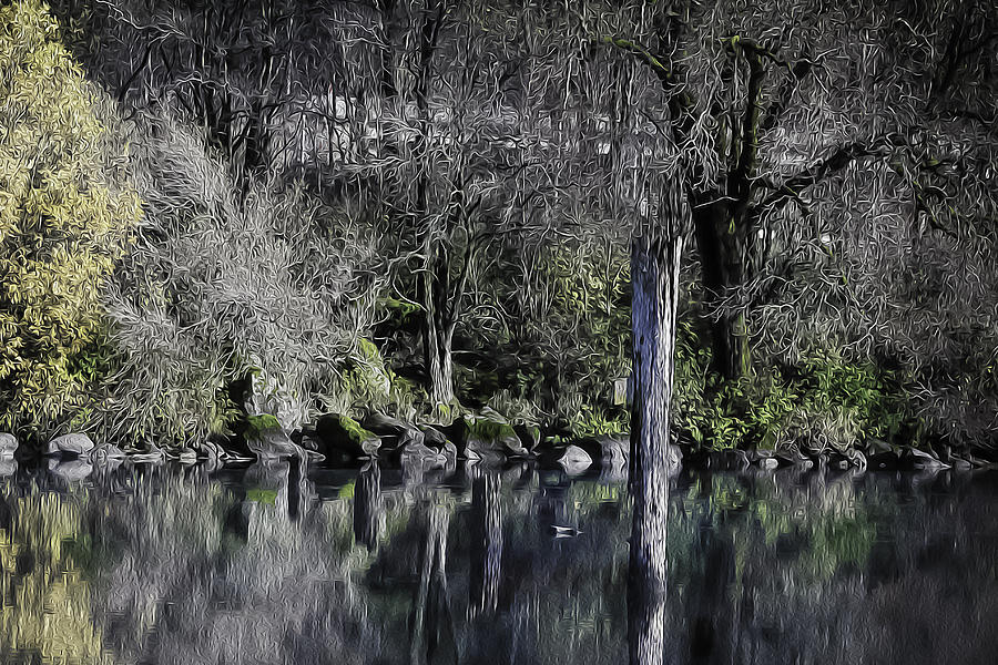 The Pond Photograph