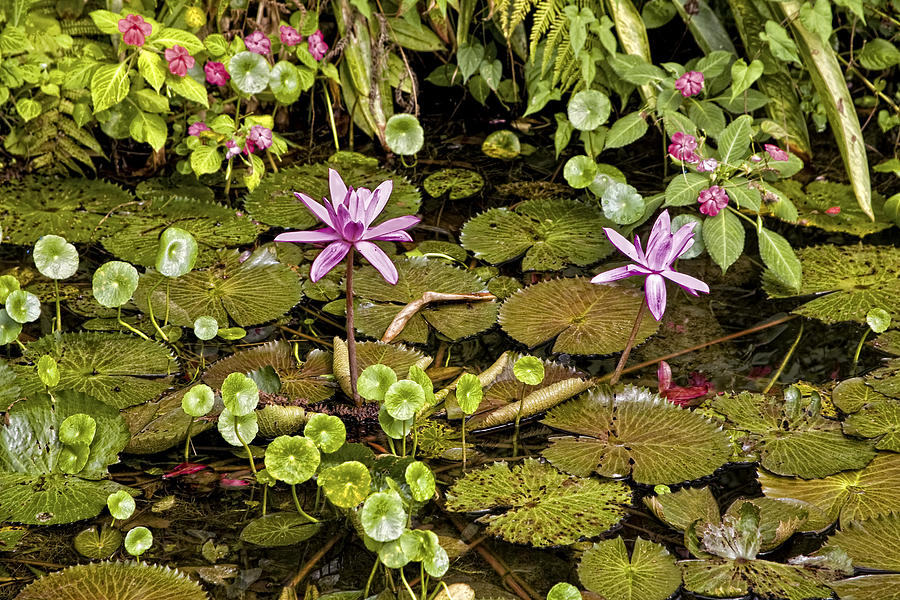 Flower Photograph - The Pond by Madeline Ellis
