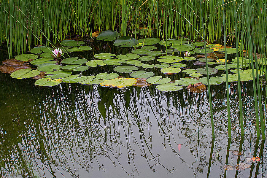 The Pond Photograph by Rebecca Cozart