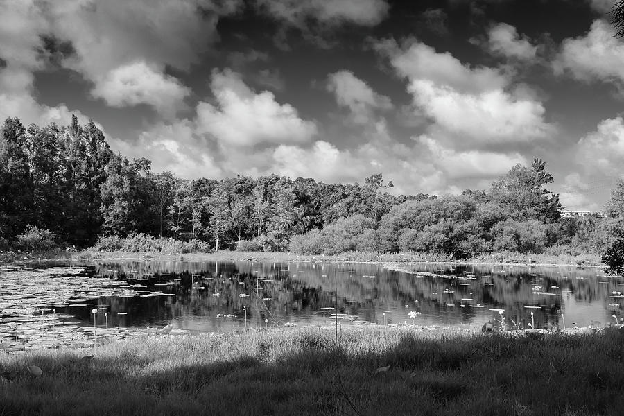 The Pond Photograph by Robert Wilder Jr
