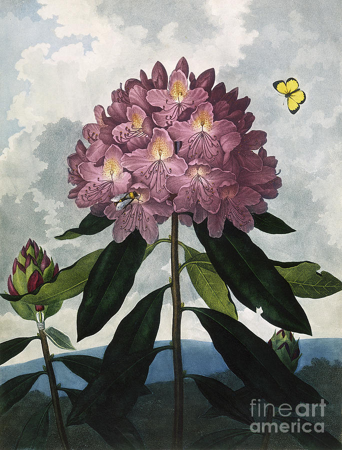 The Pontic Rhododendron Drawing by Caldwall after Henderson - Fine Art ...