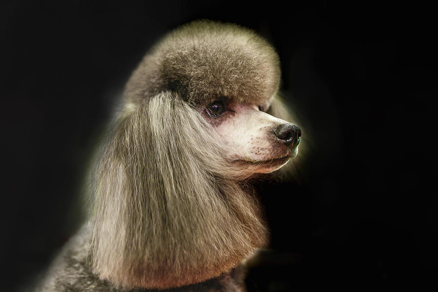 Poodle Photograph - The poodle is a breed of dog, one of the most common breeds in the present. by George Westermak