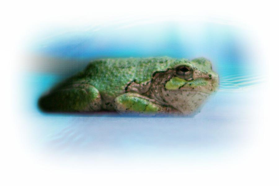 Frog Photograph - The Pool Frog by Barbara S Nickerson
