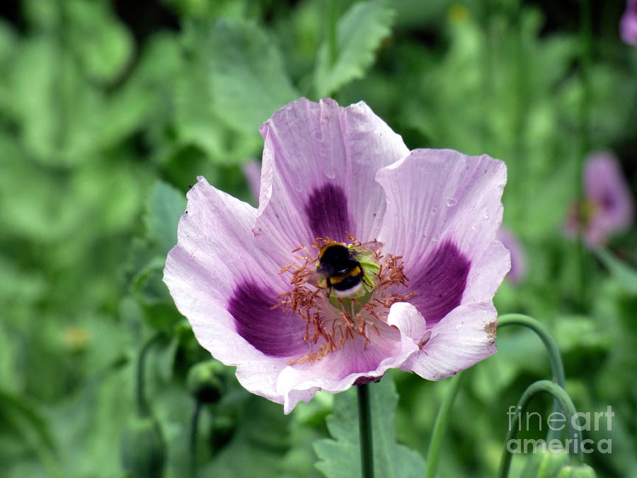 Poppy Photograph - The Poppy and the Bee by Lynn Bolt