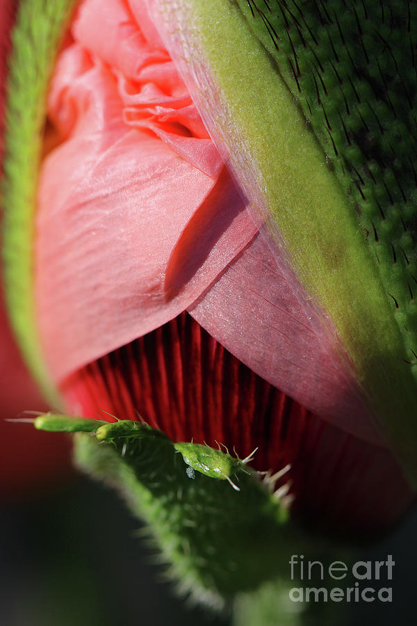 The Poppys Secret #2 Photograph by Karen Adams