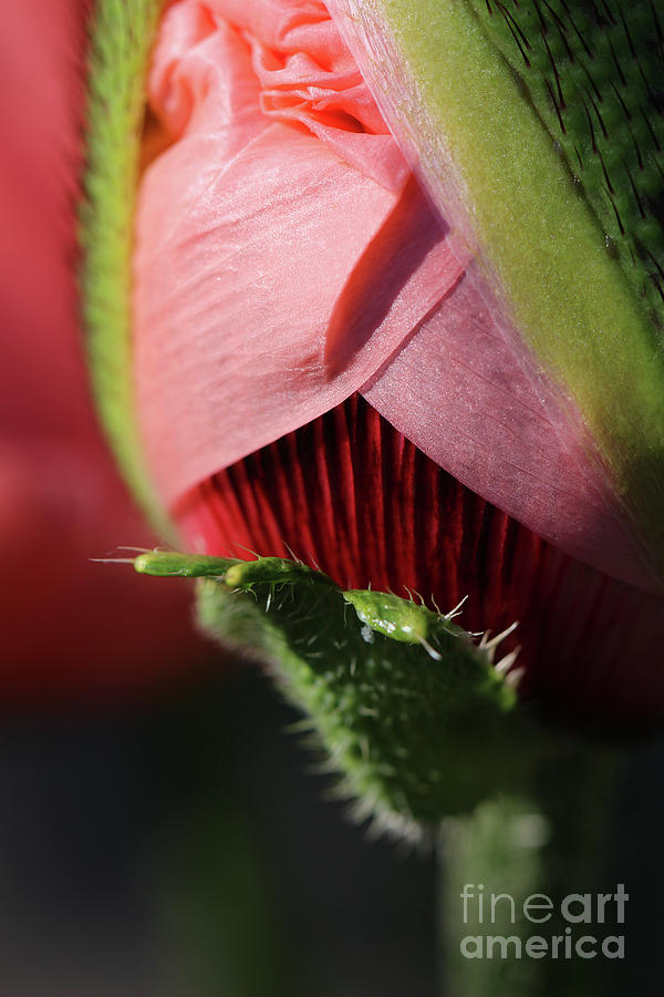 The Poppys Secret #3 Photograph by Karen Adams