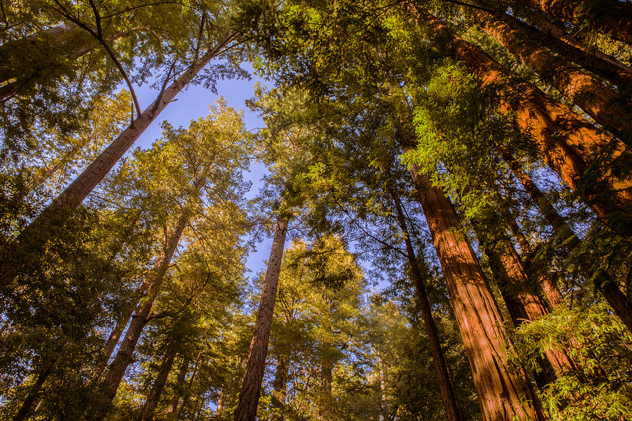 The Portola Redwood Forest Photograph by Bryant Coffey