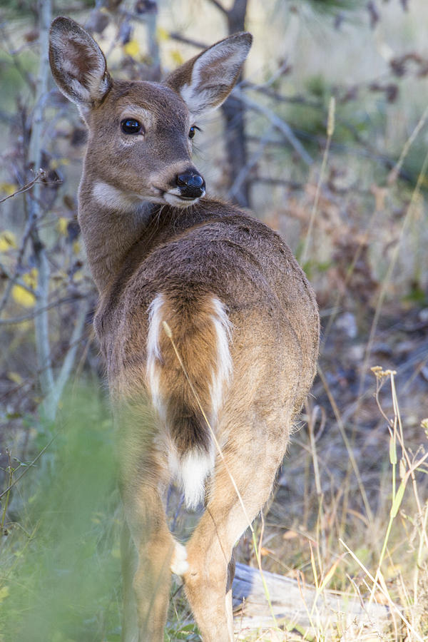 The Pose Photograph by David M Porter - Fine Art America