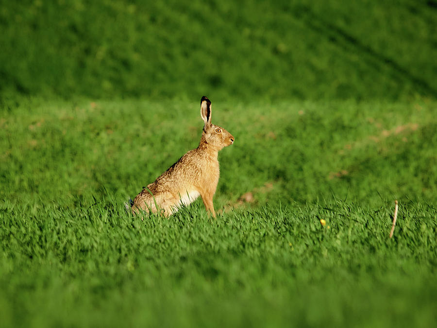 The Pose. European Hare Photograph