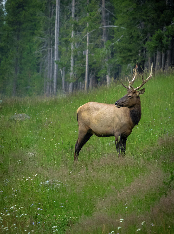 Elk Photograph - The Pose by Rob Wilson Elk Photograph - The Pose by Rob Wilson