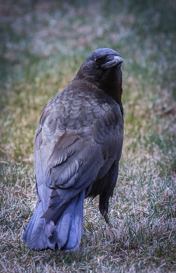 Crow Photograph - The Poser by Dee Carpenter