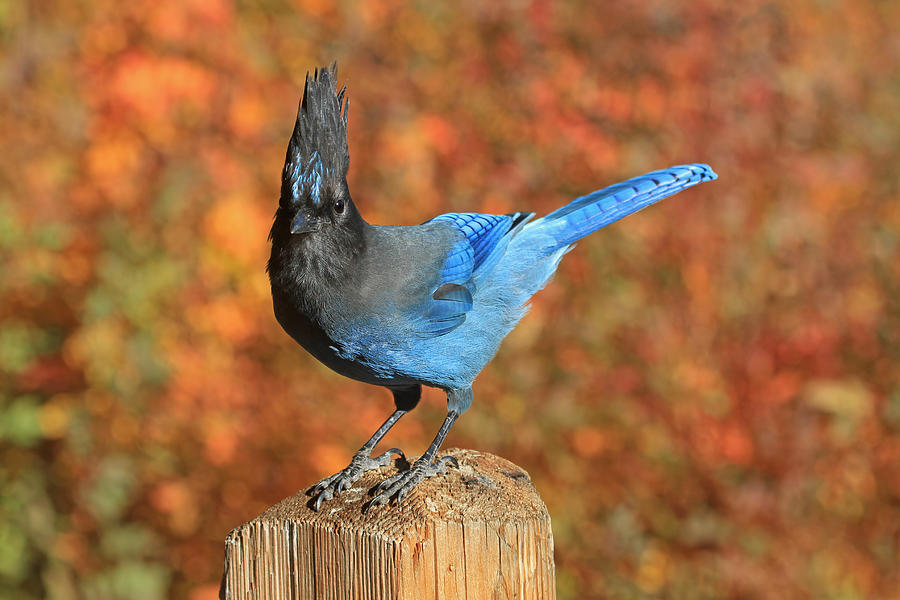 Blue Jay Photograph - The Poser by Donna Kennedy