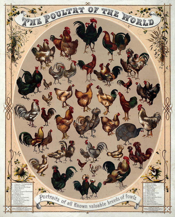 The poultry of the world 1868 Painting by Vincent Monozlay