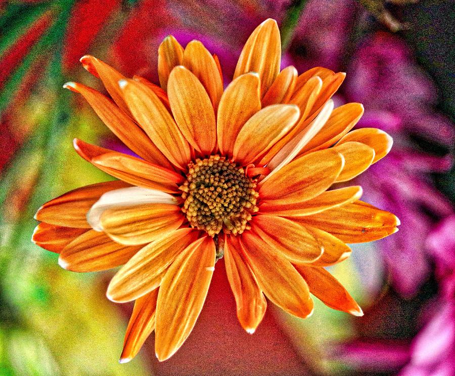 The Power of Orange Photograph by Linda James - Fine Art America