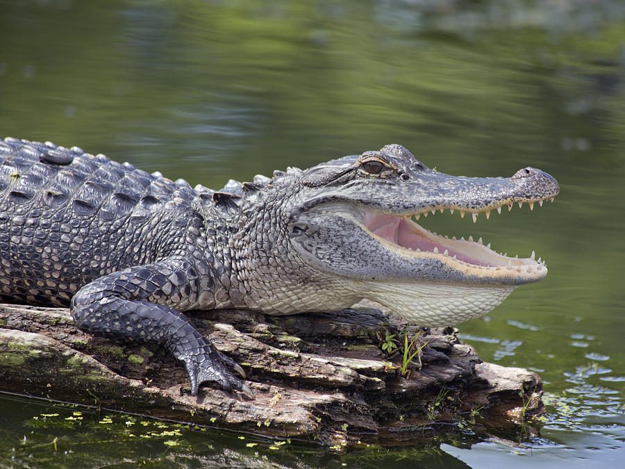 Alligator Photograph - The Power of Vulnerability  by Betsy Knapp