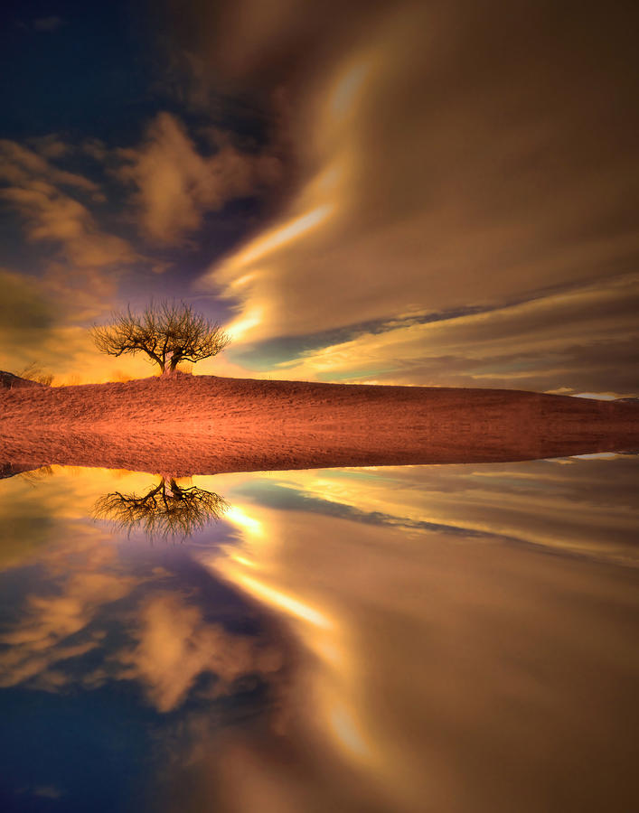 Tree Photograph - The Power by Tara Turner Tree Photograph - The Power by Tara Turner