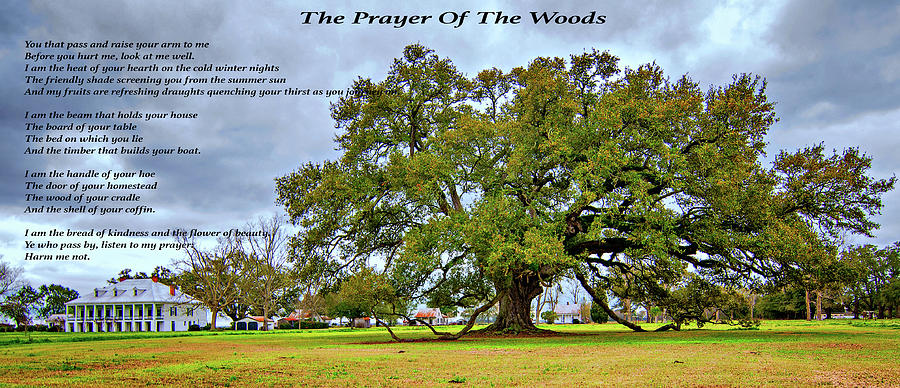 Nature Photograph - The Prayer Of The Woods 2 by Steve Harrington